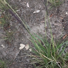 Sporobolus sp. at Aranda, ACT - 24 Feb 2020