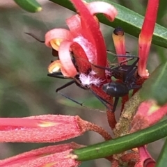 Iridomyrmex purpureus (Meat Ant) at Aranda, ACT - 24 Feb 2020 by Jubeyjubes