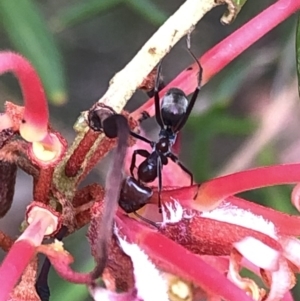 Iridomyrmex purpureus at Aranda, ACT - 24 Feb 2020