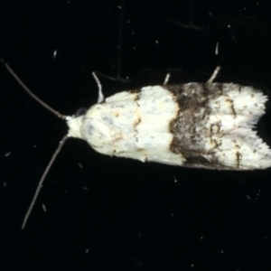 Tracholena sulfurosa at Ainslie, ACT - 18 Feb 2020