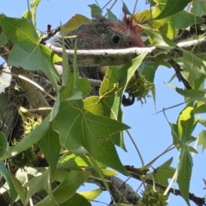 Callocephalon fimbriatum at Hughes, ACT - 22 Feb 2020