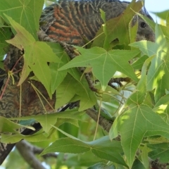 Callocephalon fimbriatum at Hughes, ACT - 22 Feb 2020