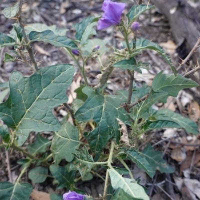 Solanum cinereum (Narrawa Burr) at Hughes, ACT - 22 Feb 2020 by JackyF