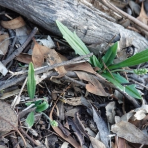 Plantago varia at Deakin, ACT - 22 Feb 2020