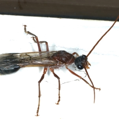 Myrmecia sp. (genus) (Bull ant or Jack Jumper) at Ainslie, ACT - 17 Feb 2020 by jbromilow50