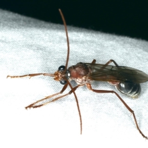 Myrmecia sp. (genus) at Ainslie, ACT - 17 Feb 2020