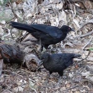 Corcorax melanorhamphos at Hughes, ACT - 22 Feb 2020 06:40 PM