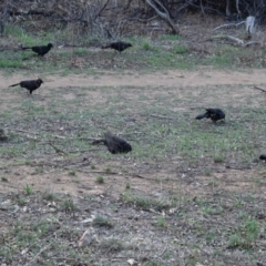 Corcorax melanorhamphos at Hughes, ACT - 22 Feb 2020 06:40 PM