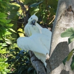 Cacatua galerita (Sulphur-crested Cockatoo) at Hughes, ACT - 23 Feb 2020 by JackyF