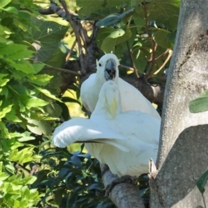 Cacatua galerita at Hughes, ACT - 24 Feb 2020 10:41 AM