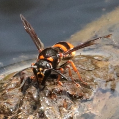 Eumeninae (subfamily) (Unidentified Potter wasp) at Ainslie, ACT - 16 Feb 2020 by jbromilow50