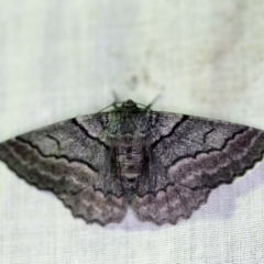 Hypobapta (genus) (A Geometer moth) at Paddys River, ACT - 11 Nov 2018 by ibaird