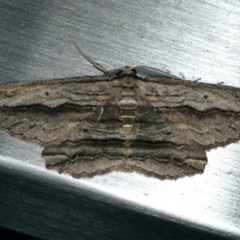 Euphronarcha luxaria (Striated Bark Moth) at Ainslie, ACT - 16 Feb 2020 by jb2602