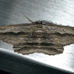 Euphronarcha luxaria at Ainslie, ACT - 16 Feb 2020