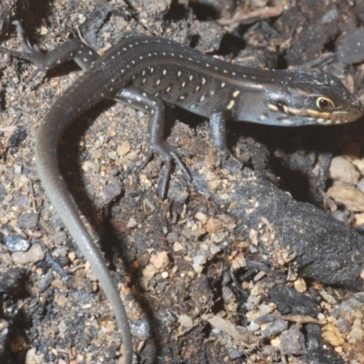 Liopholis whitii (White's Skink) at Gibraltar Pines - 20 Feb 2020 by Harrisi