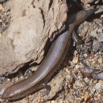 Lampropholis delicata (Delicate Skink) at Paddys River, ACT - 20 Feb 2020 by Harrisi