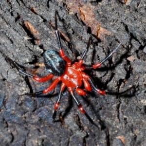 Nicodamidae (family) at Paddys River, ACT - 20 Feb 2020