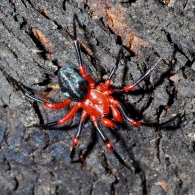 Nicodamidae (family) (Red and Black Spider) at Paddys River, ACT - 20 Feb 2020 by Harrisi