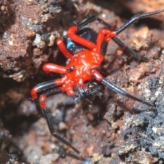 Nicodamidae (family) at Paddys River, ACT - 20 Feb 2020