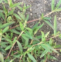 Persicaria prostrata (Creeping Knotweed) at Wollogorang, NSW - 24 Feb 2020 by JaneR