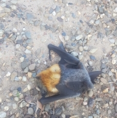 Pteropus poliocephalus (Grey-headed Flying-fox) at Latham, ACT - 25 Feb 2020 by trish.tuckerman@hotmail.com