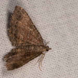 Chrysolarentia bichromata at Cotter River, ACT - 7 Feb 2019 09:38 PM