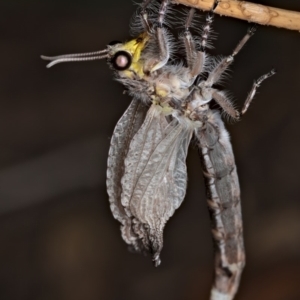 Heoclisis fundata at Ainslie, ACT - 12 Feb 2020