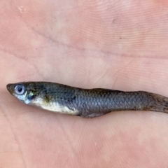 Gambusia holbrooki (Gambusia, Plague minnow, Mosquito fish) at O'Connor, ACT - 24 Feb 2020 by AndrewCB