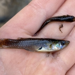 Gambusia holbrooki at O'Connor, ACT - 24 Feb 2020