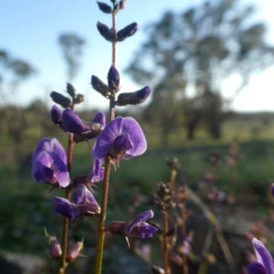 Glycine tabacina (Variable Glycine) at Googong, NSW - 24 Feb 2020 by Wandiyali