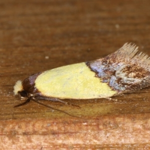 Edosa xystidophora at Ainslie, ACT - 16 Feb 2020