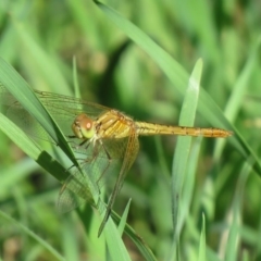 Diplacodes bipunctata (Wandering Percher) at Coree, ACT - 24 Feb 2020 by SandraH