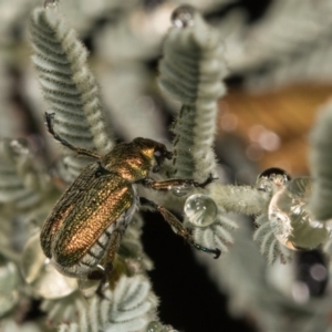 Diphucephala sp. (genus) at Cotter River, ACT - 7 Feb 2019