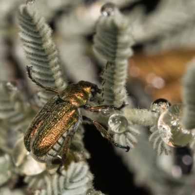 Diphucephala sp. (genus) (Green Scarab Beetle) at Cotter River, ACT - 7 Feb 2019 by kasiaaus