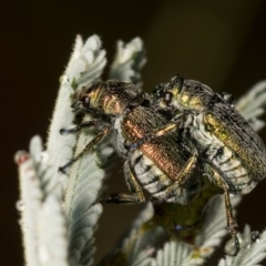 Diphucephala sp. (genus) at Cotter River, ACT - 7 Feb 2019