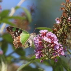 Graphium macleayanum (Macleay's Swallowtail) at Quaama, NSW - 24 Feb 2020 by FionaG