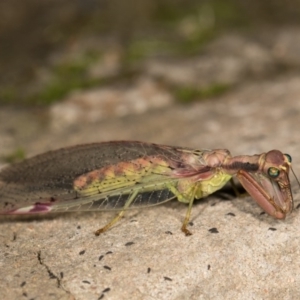 Mantispidae (family) at Cotter River, ACT - 7 Feb 2019