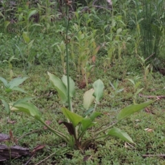 Alisma plantago-aquatica (Water Plantain) at Tharwa, ACT - 21 Dec 2019 by michaelb