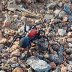 Missulena occatoria (Red-headed Mouse Spider) at Wallaroo, NSW - 13 May 2018 by tpreston