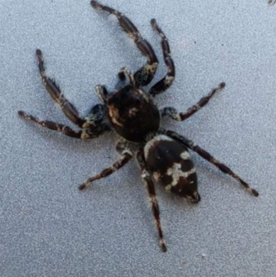 Sandalodes superbus (Ludicra Jumping Spider) at Bruce, ACT - 11 Mar 2018 by tpreston