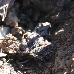 Crinia sp. (genus) (A froglet) at Majura, ACT - 15 Feb 2020 by jbromilow50