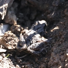 Crinia sp. (genus) (A froglet) at Majura, ACT - 16 Feb 2020 by jb2602