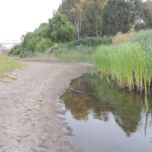 Typha sp. at Tharwa, ACT - 19 Dec 2019