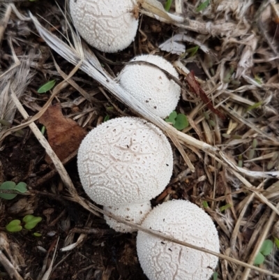 zz puffball at Lyneham, ACT - 11 Feb 2020 by tpreston