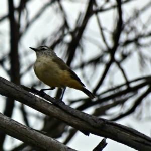 Acanthiza chrysorrhoa at Deakin, ACT - 24 Feb 2020