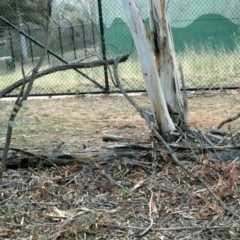 Tachyglossus aculeatus at Deakin, ACT - 24 Feb 2020