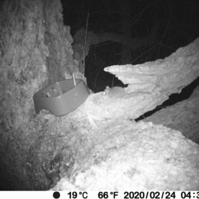 Antechinus sp. (genus) (Unidentified Antechinus) at Manyana Inyadda Drive development area - 23 Feb 2020 by PatB