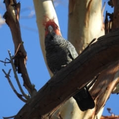 Callocephalon fimbriatum (Gang-gang Cockatoo) at Acton, ACT - 24 Feb 2020 by HelenCross