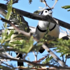 Stizoptera bichenovii (Double-barred Finch) at Molonglo River Reserve - 24 Feb 2020 by JohnBundock