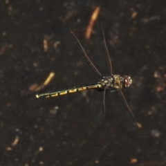 Hemicordulia tau (Tau Emerald) at Molonglo River Reserve - 24 Feb 2020 by JohnBundock